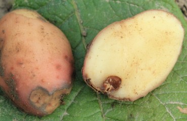 Potato Disease Summit Presents the Latest Information and Treatments