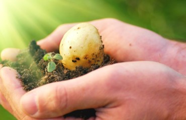 Researchers Engineer Heat Tolerance in Potato Crops