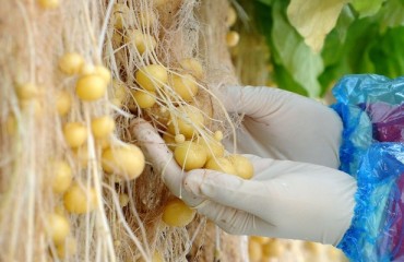 Hydroponic Potatoes Might Be Grown inside Europe’s Deepest Metal Mine