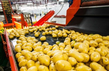 Global Processed Potato Products Markets on the Rise