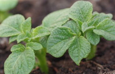 British Potato Producer Builds Potato Store in Marsham