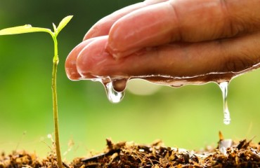 Potato Research Institute Established in China