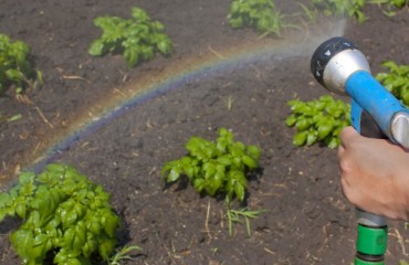 DARS Starts Cleaning Potatoes of Viruses to Improve Production