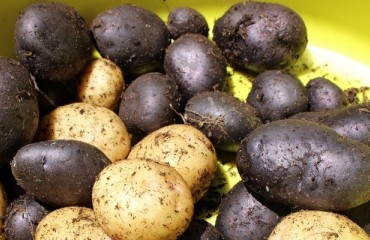 Czech Potato Research Institute Cultivates Blue Potato Variety