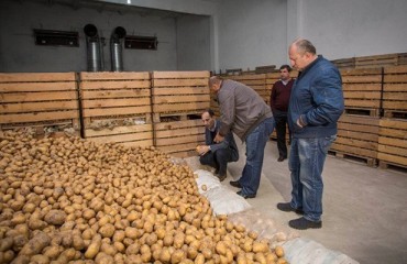 Georgia Strives to Reduce Dependence on Potato Imports
