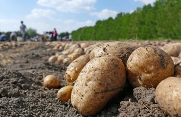 NEPG Estimates a Record Harvest
