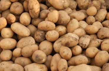 Tolsma-Grisnich Delivers Potato Grading Machines to German Processing Plant