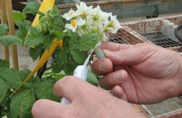 University of Maine Receives USDA Grant for Potato Breeding Research
