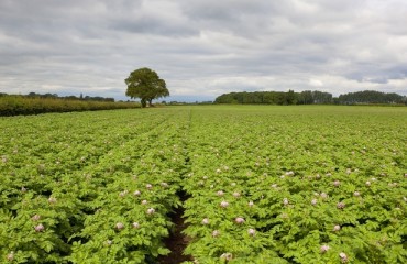 North American Potato Production Slightly Down