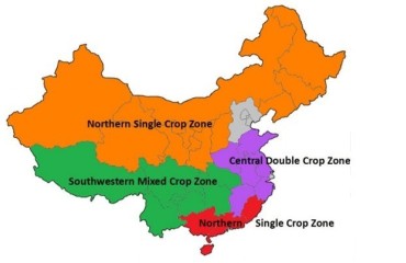Frozen Fries and Potato Chips to Grow in China