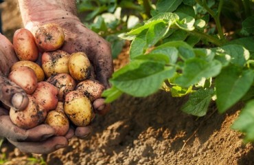 US Farmers Join Group to Support NAFTA