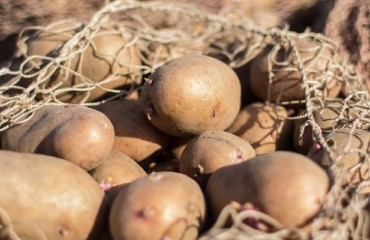 Potato Crops Decline in the USA