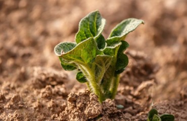 Potatoes USA to Export Seeds in Warm Climates