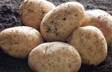 Cargill and AKV Langholt AmbA Invest in Danish Potato Starch Facility