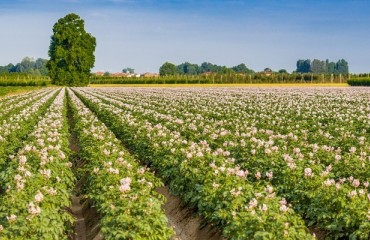Processing Expansion Impacts Demand for PNW Potatoes