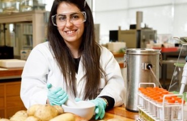 Green Potatoes Are Not Toxic for Consumption