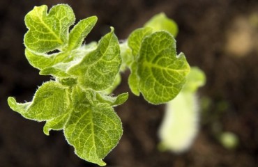 Syngenta and NRGene Expand Collaboration