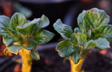 Research: Genetic Engineering and Risk in Varietal Selection of Potatoes