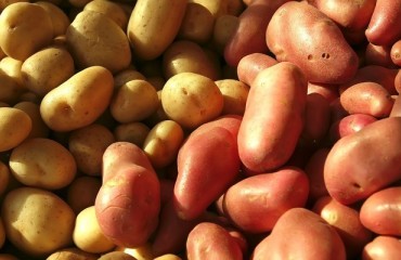 GB Potato Stocks up 23% on Previous Season