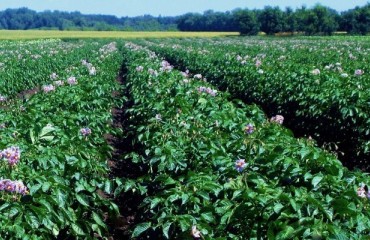 President Retiring from Northern Plains Potato Growers Association