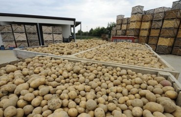 Record Investments in the Belgian Potato Processing Sector