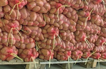 Indian Government Double the Procurement Target for Potatoes