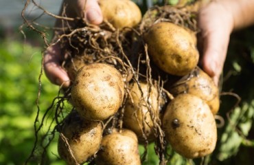 UK Continues to Export Potato Chips, but Imports Frozen Fries