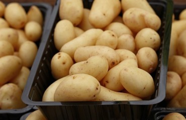 Government of Canada Invests in New Robotic Technology for Quebec Potato Processing
