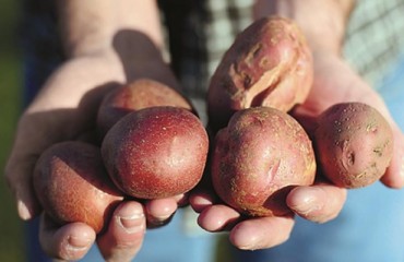 How Can Tech Bring the Supply Chain of Tomorrow to The Food Industry of Today?