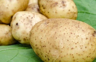 German Federal Institute for Risk Assessment Reminds about Danger of Solanine in Potatoes
