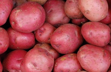 USDA Marketing Program to Aid Red Potato Producers in the Red River Valley