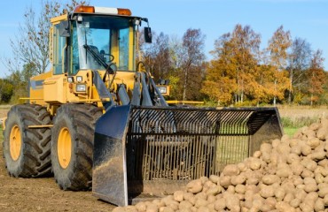 Australian Authority Takes Action against Unfair Potato Trading Practices