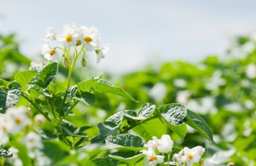 USDA Proposes Termination of Southeastern States Irish Potato Marketing Order