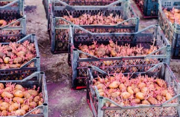 Trade Deal Sees China Import UK Seed Potatoes