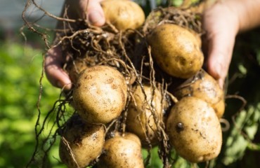 Idaho Potato Commission Appoints New Members