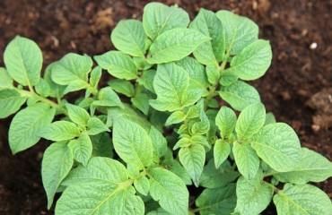 BASF Starts Production of Its Fungicide Revysol