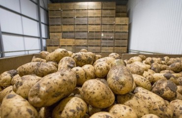 Packers and Processors Protect Stocks due to Low Harvest