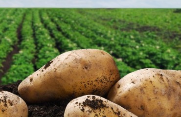 Lamb Weston Acquires Australian Frozen Potato Processor