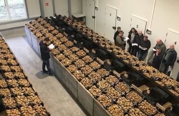 Dutch Potato Seed Supplier Considers Uzbek Partnership