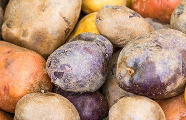 BASF to Build Seven Potato Pack Houses in Nyandarua, Kenya