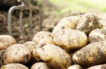 Europatat Welcomes New Member, Comptoir du Plant