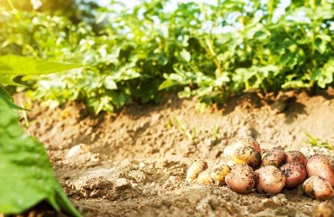 SMARTCHAIN Is a Platform Launched to Back the Short Food Supply Chain