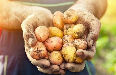 UPGC Shares Potato Crop and Market Overview