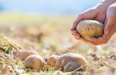 Seed Potato Certificate Forgery Discovered in the Netherlands and Belgium