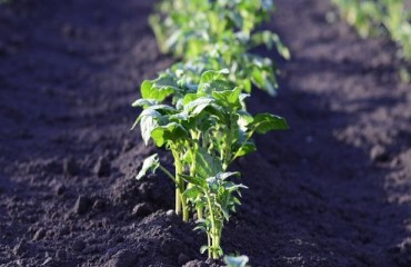 New Zealand Potato Market Now Worth NZD1bn Per Annum