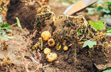 UK Funding Program to Help Farmers Become More Sustainable