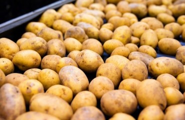 Aussie Growers Start X-ray Technology Trials in Packing Facility