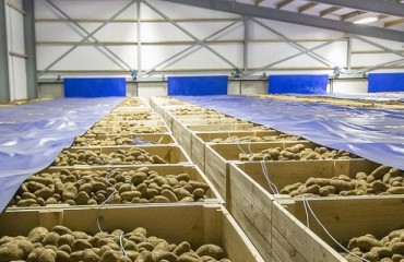 Scottish Potatoes Credited for Keeping UK Sector Afloat