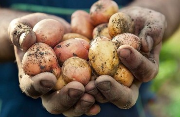 PepsiCo Enters Partnership to Support Potato Farmers in Egypt