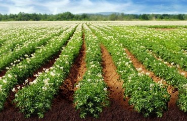 Potatoes in Practice Welcomes Visitors on August 8